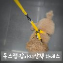 독스랩 강아지산책 하네스, 목 조임 없이 편안한 가슴줄 실사용 후기