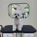 아워퍼피 이미지