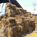 볏짚농장 이미지