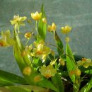 환타지아 이미지