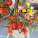 운교카페 이미지