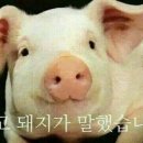 맥