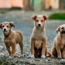 강아지와 산책 이미지