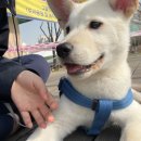 해피하개 이미지