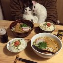 야옹야옹