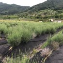 봉전농장 이미지