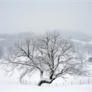 성철목장 이미지