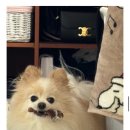 몽시시 네이버블로그