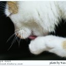 고양이이야기 이미지