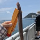 비비씨알 | 영도 신방파제 평일 낚시 후기, 전갱이 포인트는 여전히 인기