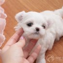 베이비 몽 이미지