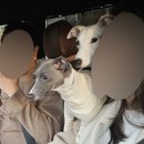 분당-175 | 분당사진관 반려동물사진관 추천 크리스마스 가족사진 촬영 후기