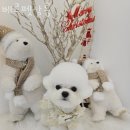 베르펫살롱 이미지