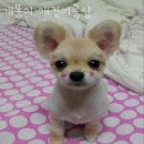 개똥이 애견샵 이미지