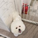 강아지를 부탁해 이미지