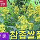 참좁쌀풀: 한국특산식물 이미지