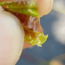 대추나무 이미지