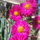 담장 아래 과꽃