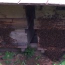 청정 벌꿀 이미지