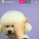 도듬애견미용학원 네이버블로그