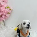 바닐라 퍼피 이미지