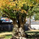 의령 충익사 모과나무 | 의령 충익사(宜寧 忠翼祠) 모과나무