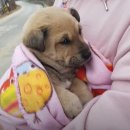 숲길 강아지 이미지