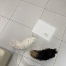더힐링동물병원