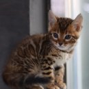 울산고양이분양 도레미캣 이미지