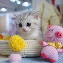 강남 고양이 분양 캣프렌즈 이미지