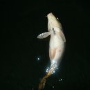 신애낚시터 이미지