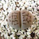 리톱스(Lithops)키우기 이미지