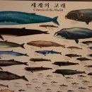 장생포고래박물관 Daum카페