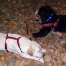 24시 안박동물병원 이미지