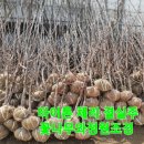 화성-장안-장안 8호 이미지