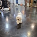 아이러브독도 | [대구 달서구] 아이랑 갈만한 애견카페 아이 러브 독도