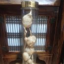 송근봉 마가목 상황버섯 석이버섯 판매 이미지