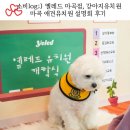 서울마곡유치원 | 마곡 강아지유치원, 옐레드 마곡점 - 마곡 애견유치원 설명회 후기