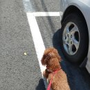 몽실하개 이미지