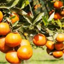 영숙농장 이미지