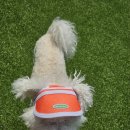 베베 애견유치원 이미지