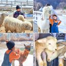 선우목장 2농장 | 가평 가볼만한곳 가평양떼목장 알파카농장 썰매장 카페 당일여행
