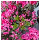 영플라워 | 아내에게 마음 전하는 꽃다발 주문 관저동꽃집 영플라워샵 후기