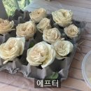 아리기프트