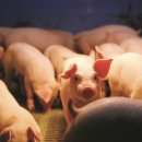 재복농장 이미지