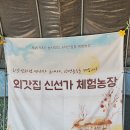 고구마 캐기 🍠 & 장동 코스모스 🌸 이미지