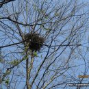 중국단풍길 이미지