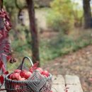 강서구-52 이미지