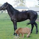 전남축산 이미지