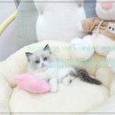미앤유펫 강아지 고양이 원주점 | 원주강아지분양, 우리 가족에게 맞는 반려견 만나기
